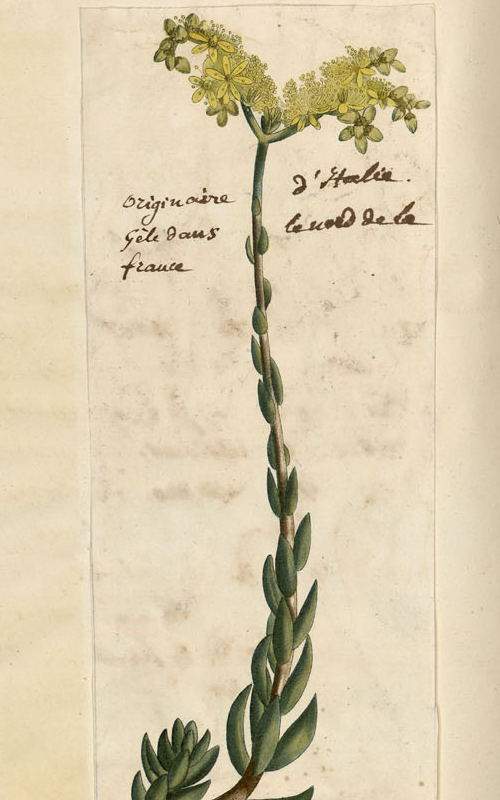  Premières plantes recueillies par moi aux Eaux-Bonnes derrière notre habitation [détail], tome I, page 134 / 1841 / aquarelle / Bibliothèque Patrimoniale Pau / cote Ms124