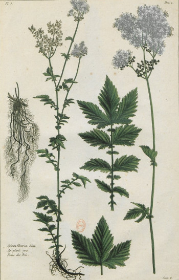 Plantes des Alpes et Pyrénées