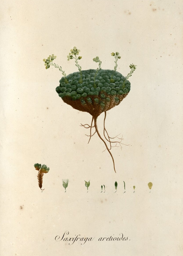 Figures de la flore des Pyrénées, avec des descriptions