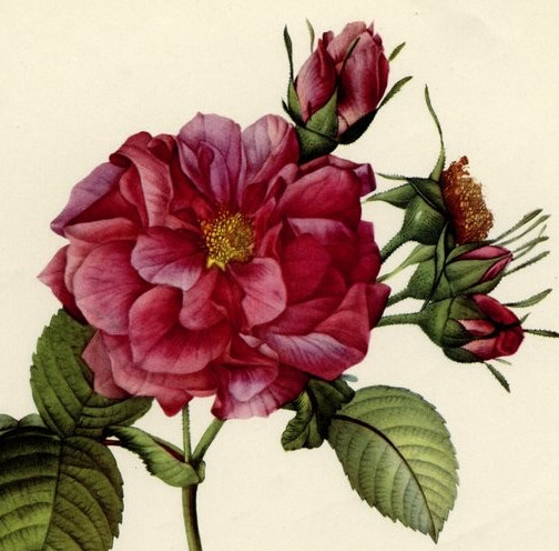 Rosa Turbinata